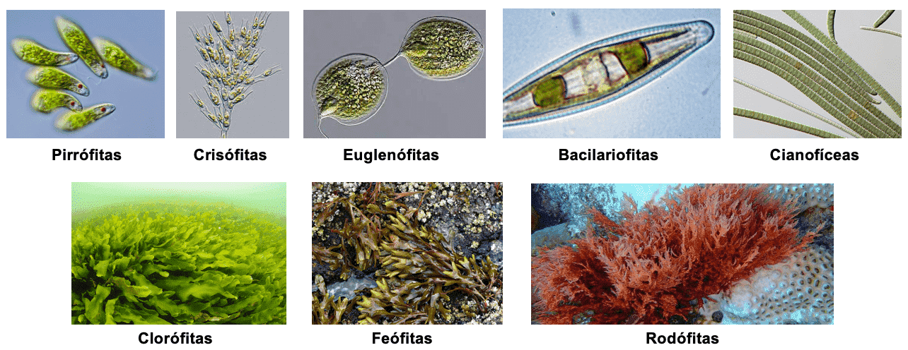 Las algas en el tratamiento de aguas residuales: el origen de las  biorrefinerías | iAgua