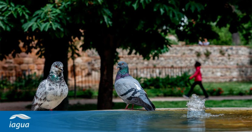 Temperaturas em Portugal, Espanha, Marrocos e Argélia ‘quase impossíveis’ sem alterações climáticas