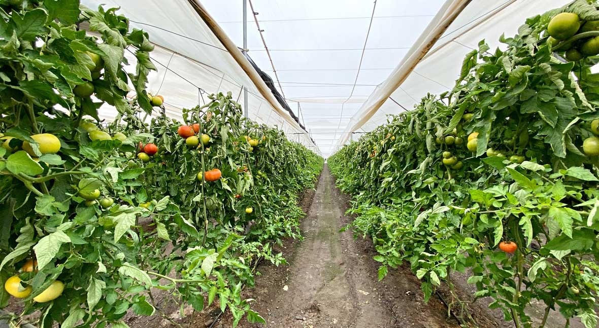 Sistemas Inteligentes para mejorar la productividad en el cultivo de tomate  en invernadero | iAgua