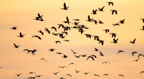 cambio climático desplaza zonas invernada aves migratorias