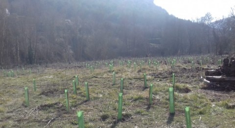 URA planta árboles y arbustos riberas ríos Álava durante primer trimestre 2019