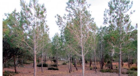 gestión forestal ecohidrológica mejora conservación suelo bosques semiáridos