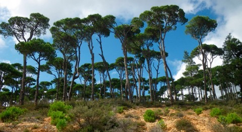 agua como producto forestal que mejora gestión bosques semiáridos