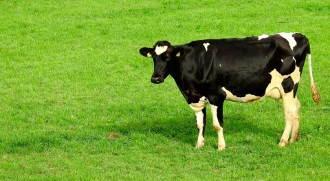¿Cómo adaptar ganadería vacuno leche al cambio climático?