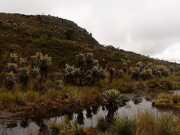 La sabana de Bogotá vivió su Pequeña Edad de Hielo | iAgua