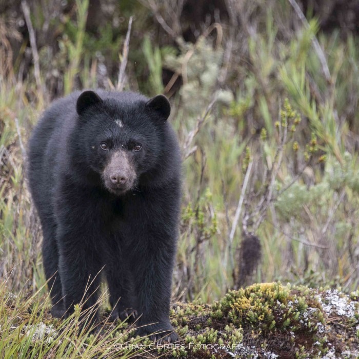 El oso y su contribución a los bosques y cabeceras de cuenca (II) | iAgua