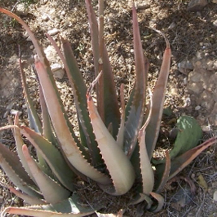 Aloe vera: Pros y contras del exceso de agua recibida por lluvias | iAgua