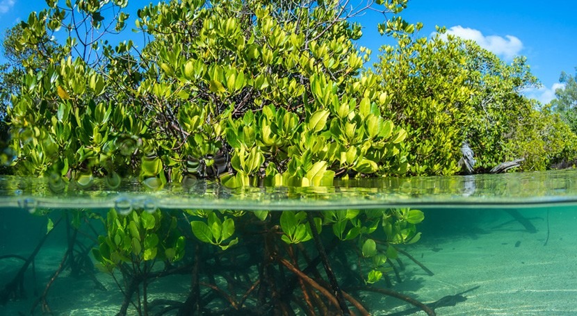 Los manglares son vitales: seis cosas que cada uno de nosotros podemos  hacer por ellos | iAgua