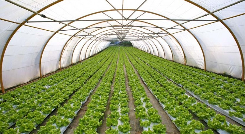 Nuevo sistema de riego eficiente para la producción agrícola en  invernaderos | iAgua