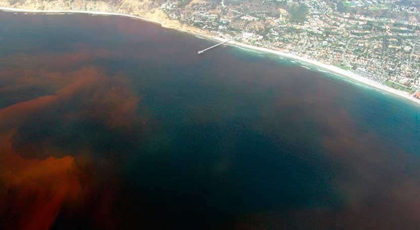Investigadores mexicanos estudian presencia marea roja