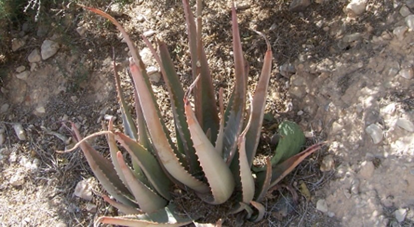 Aloe vera: Pros y contras del exceso de agua recibida por lluvias | iAgua