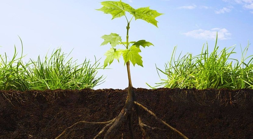 Descubierto el mecanismo que permite a las raíces de las plantas buscar la  humedad en el suelo | iAgua